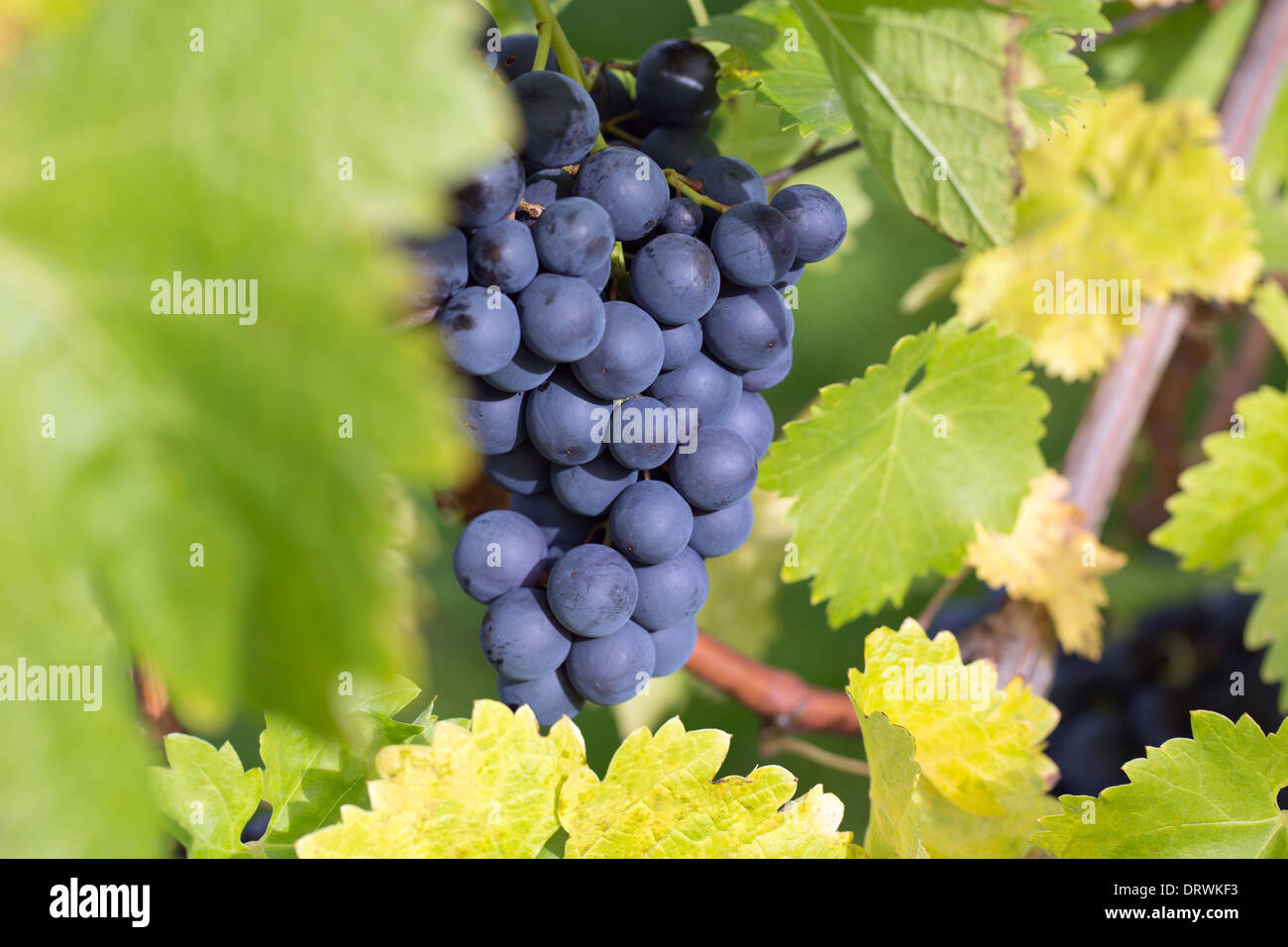 Uve da vino su un rack di vino in autunno in natura Foto Stock
