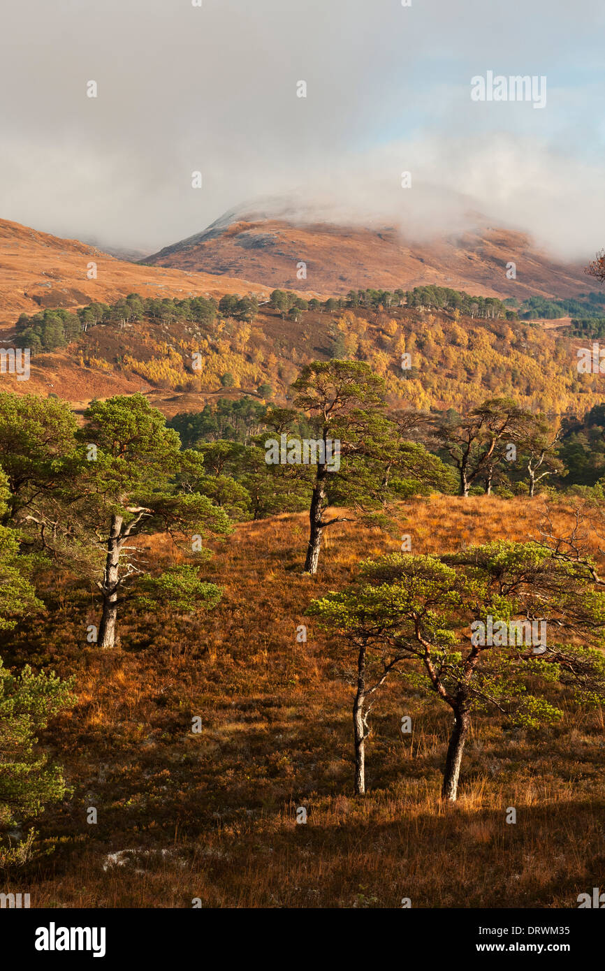 Glen Affric, Caledonian pini Foto Stock