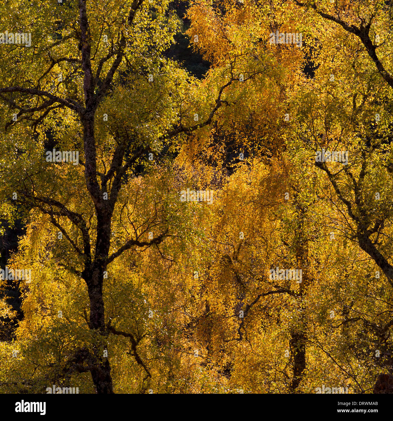 Backlit faggi in autunno Foto Stock