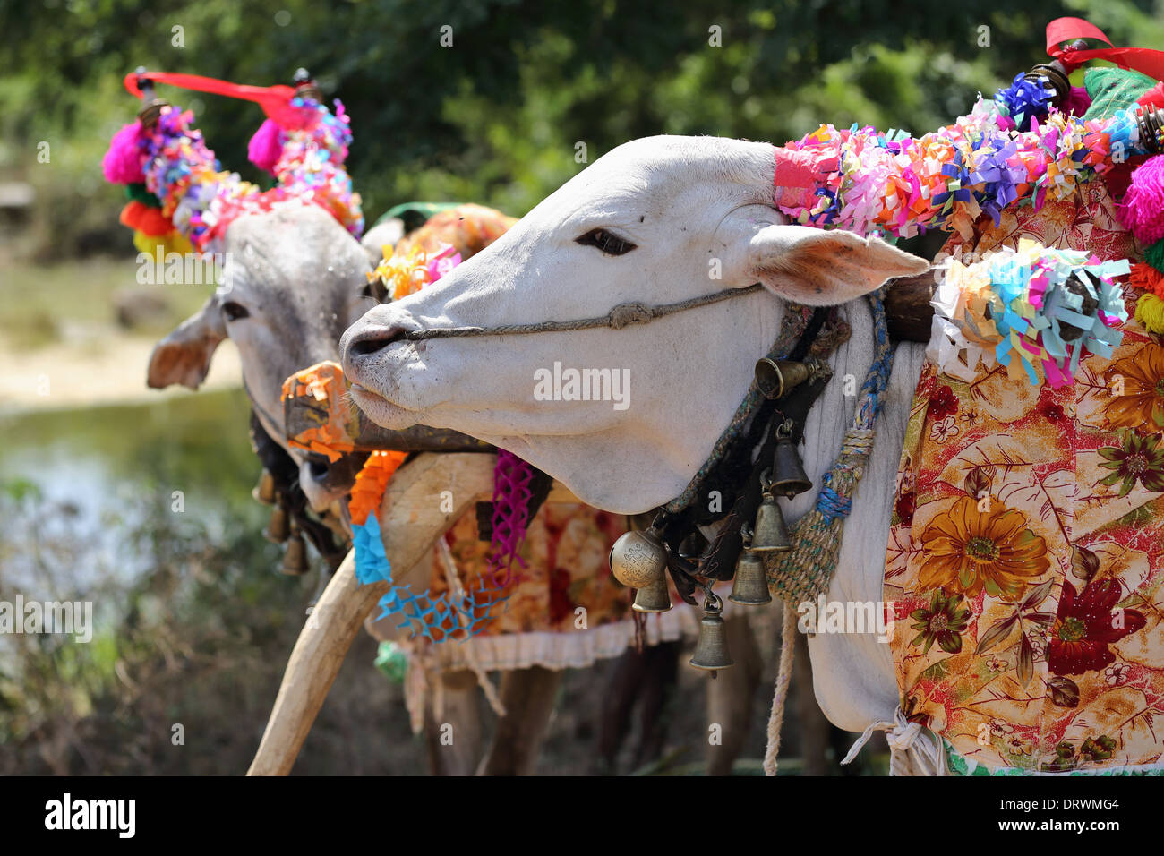 Cerimonia indiana dedicato alla dea Devi - preparazione della statua della dea Devi con la benedizione del zebu del carrello di giovenco India del Sud Foto Stock