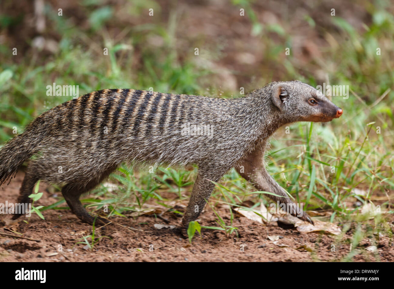 Close up di meerkat marciando su Savannah in Botswana Foto Stock