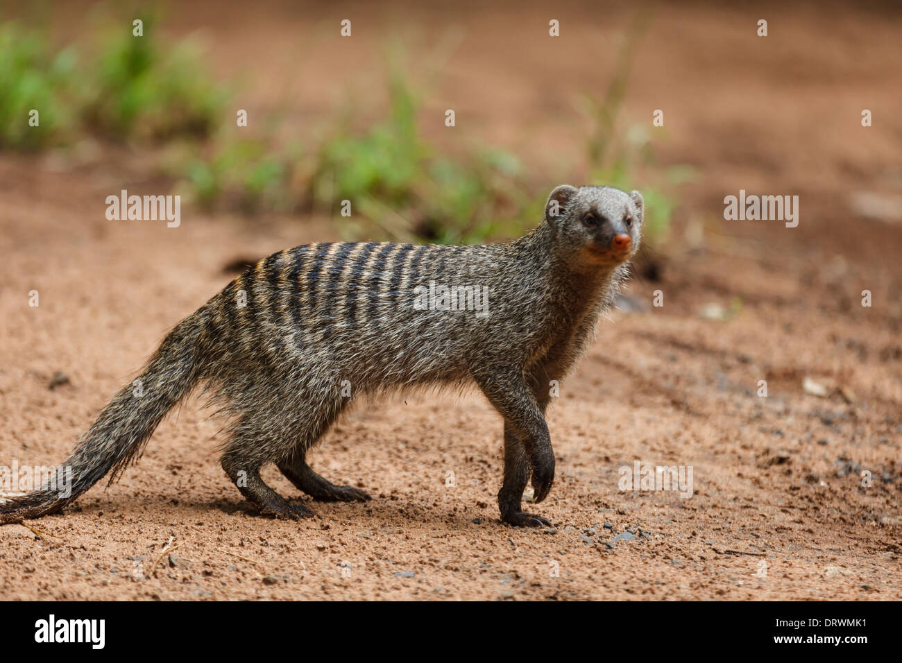 Close up di meerkat camminando nel deserto di fronte alla macchina fotografica Foto Stock