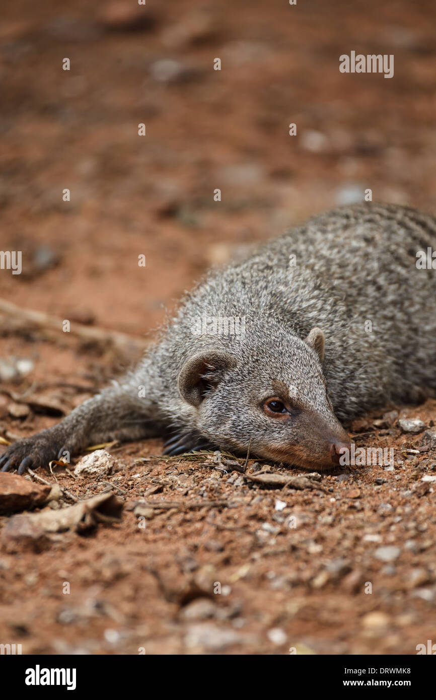 Close up di meerkat si distribuisce fuori appoggiato nel deserto Foto Stock
