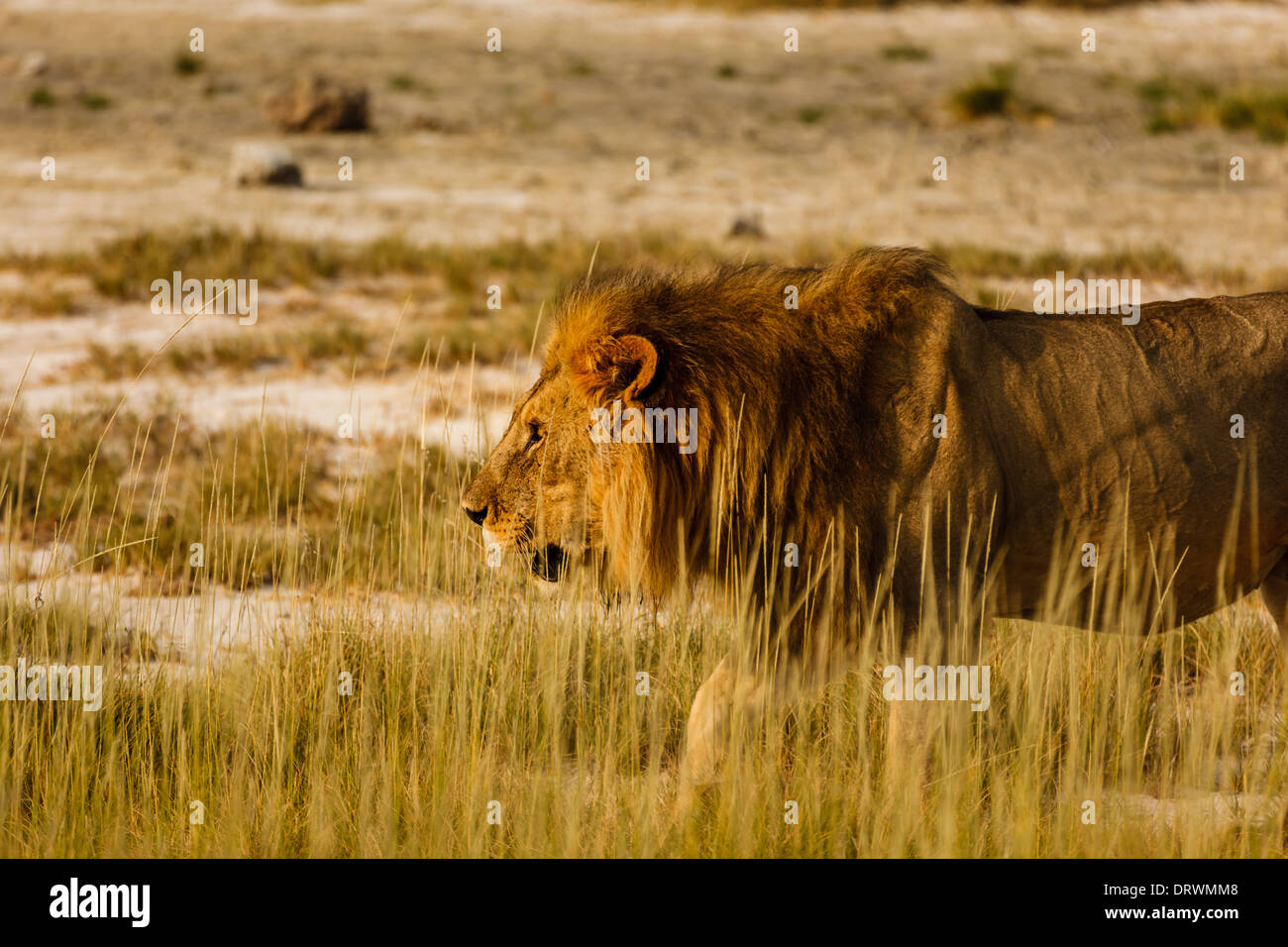 Close up dei maschi di Lion sul prowl nella savana in Botswana Foto Stock