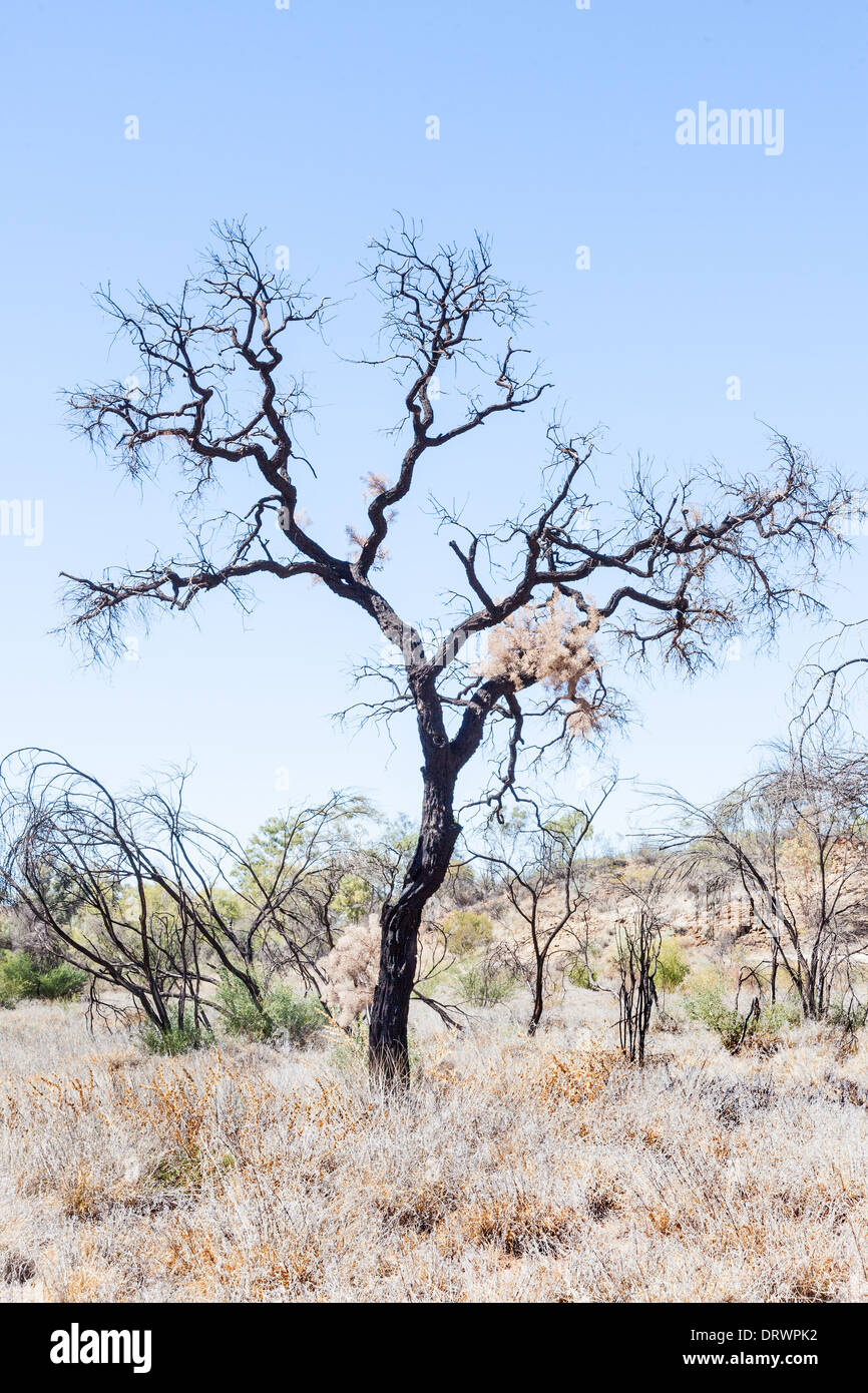 Albero del deserto in outback australia vicino a Alice Springs Foto Stock