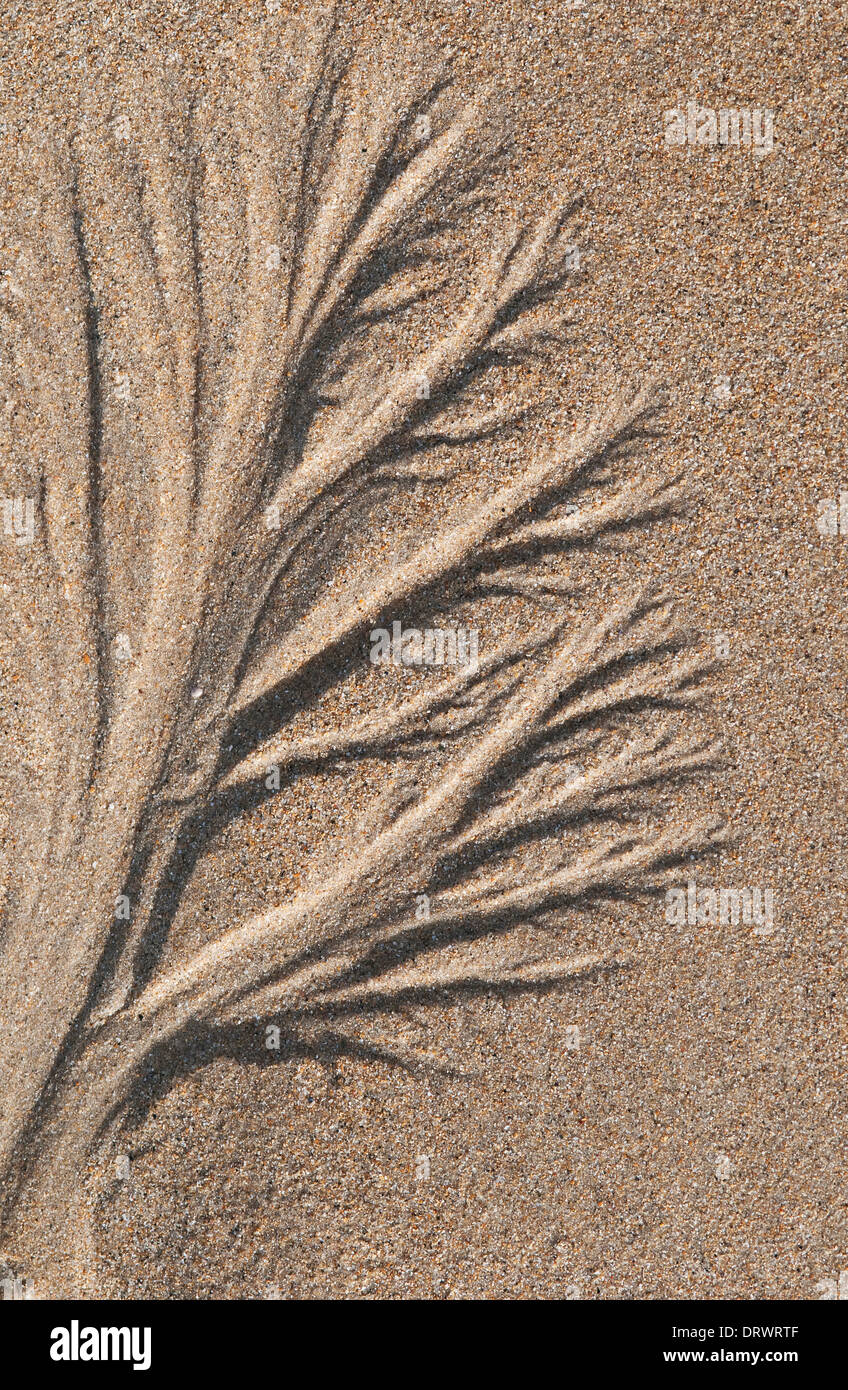 Forma di alghe marine in sabbia sulla spiaggia, Normandia, Francia Foto Stock