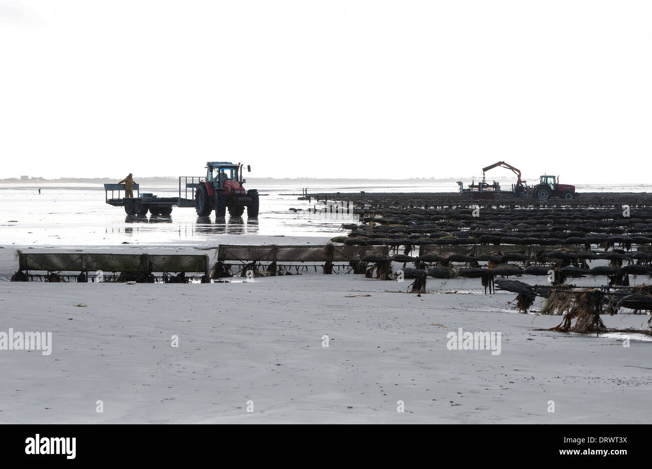 Ostriche, pirou beach, Normandia, Francia Foto Stock