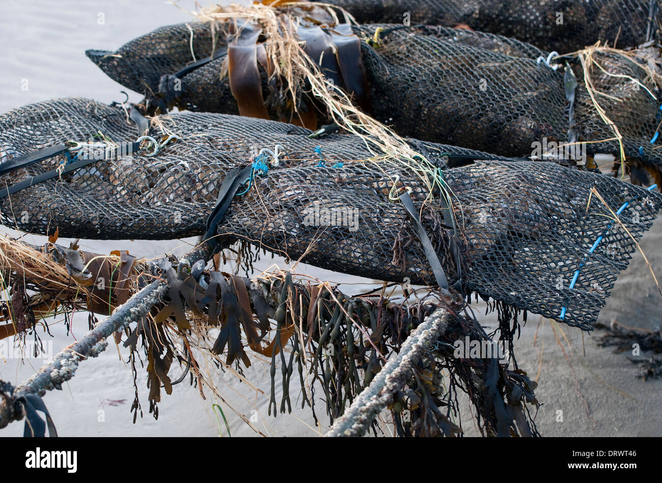 Ostriche, pirou beach, Normandia, Francia Foto Stock