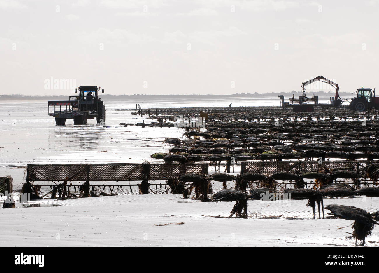 Ostriche, pirou beach, Normandia, Francia Foto Stock