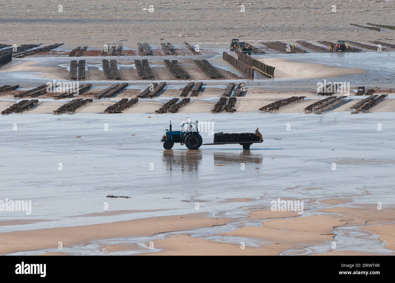 Ostriche, pirou beach, Normandia, Francia Foto Stock