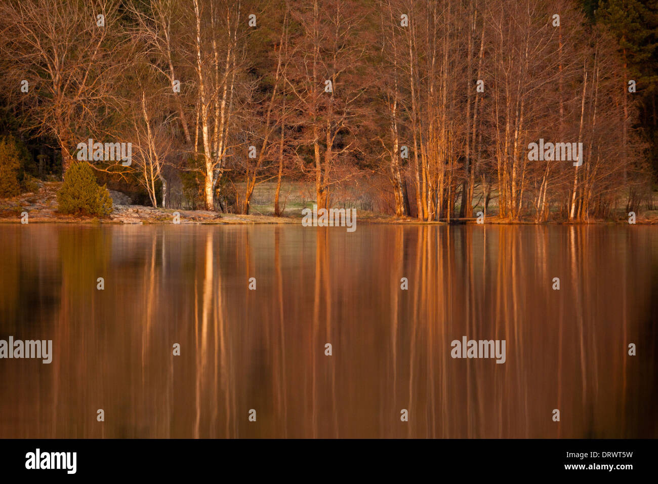 Alberi in ultima luce e riflessi sul lato ovest dell'isola Oksenøya nel lago Vansjø, Østfold, Norvegia. Foto Stock