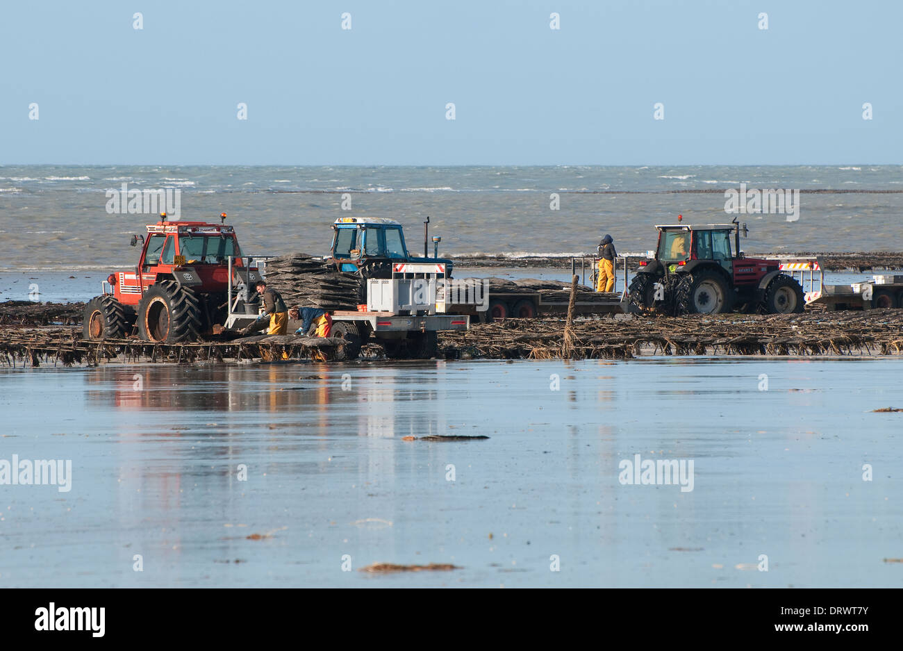 Ostriche, pirou beach, Normandia, Francia Foto Stock