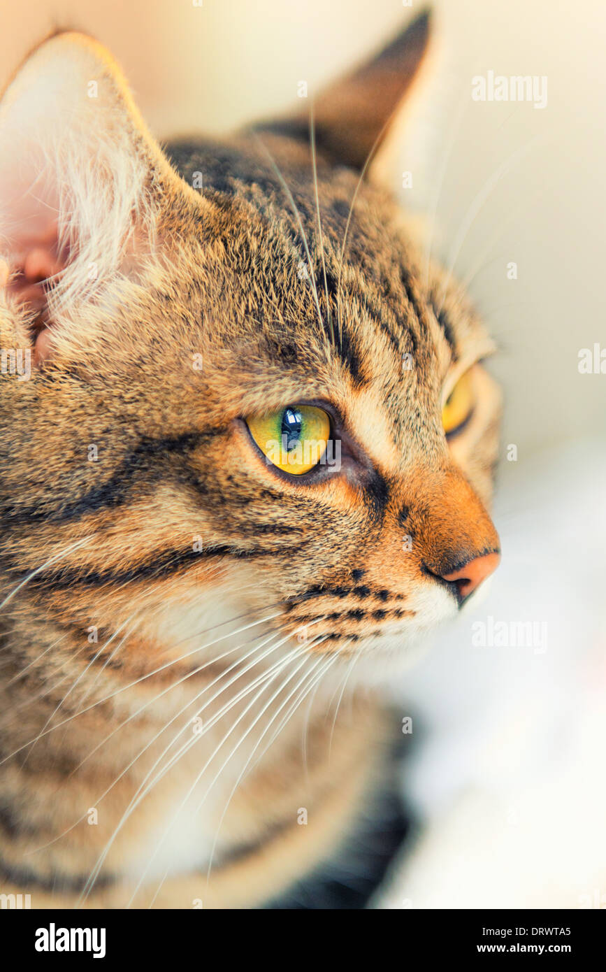 Unione tabby Gatto con gli occhi gialli che guarda lontano Foto Stock