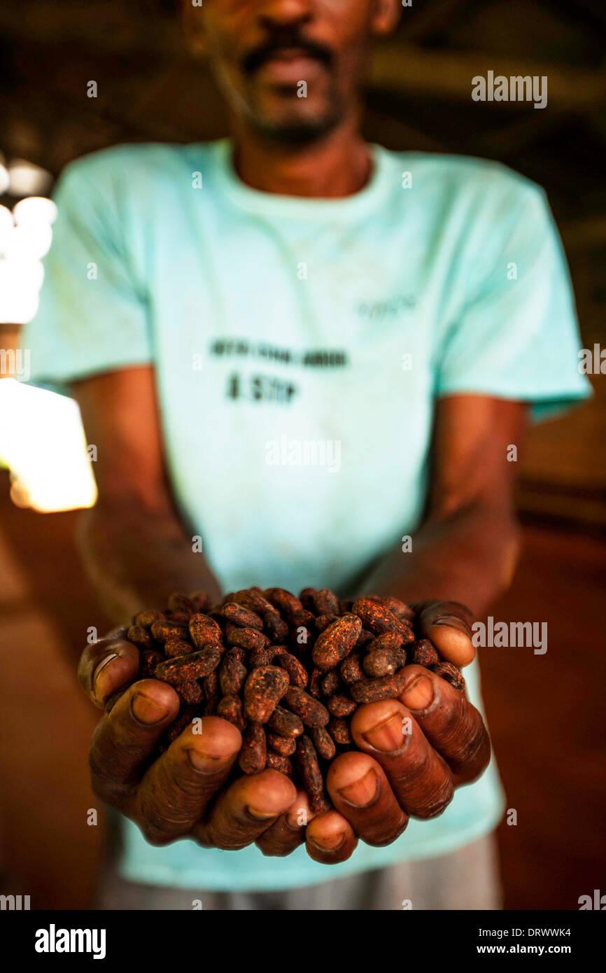 Uomo con le fave di cacao, Isola Principe Foto Stock