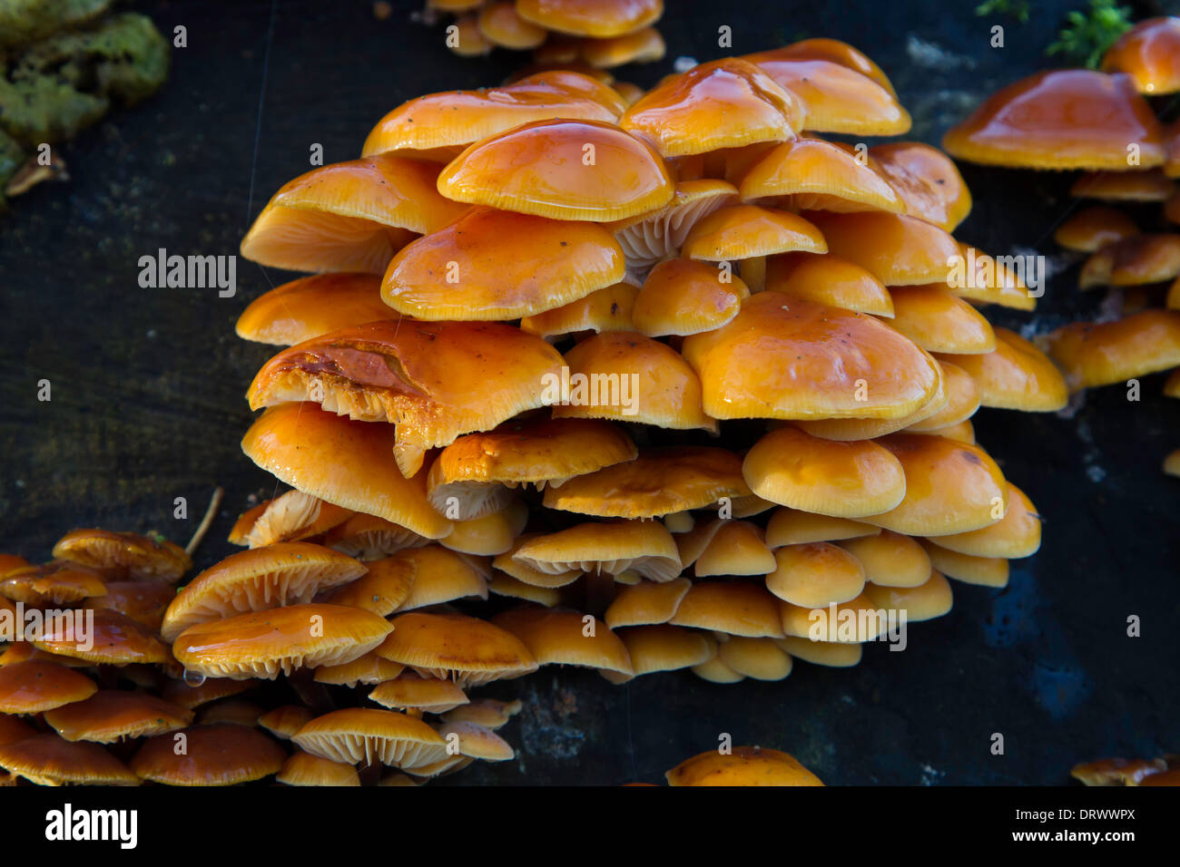Gambo in velluto o invernale (funghi Flammulina velutipes), la Foresta di Sherwood, Nottinghamshire Foto Stock