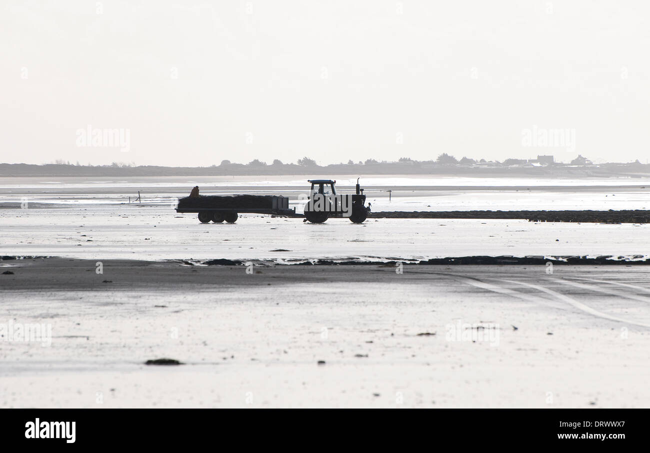Ostriche, pirou beach, Normandia, Francia Foto Stock