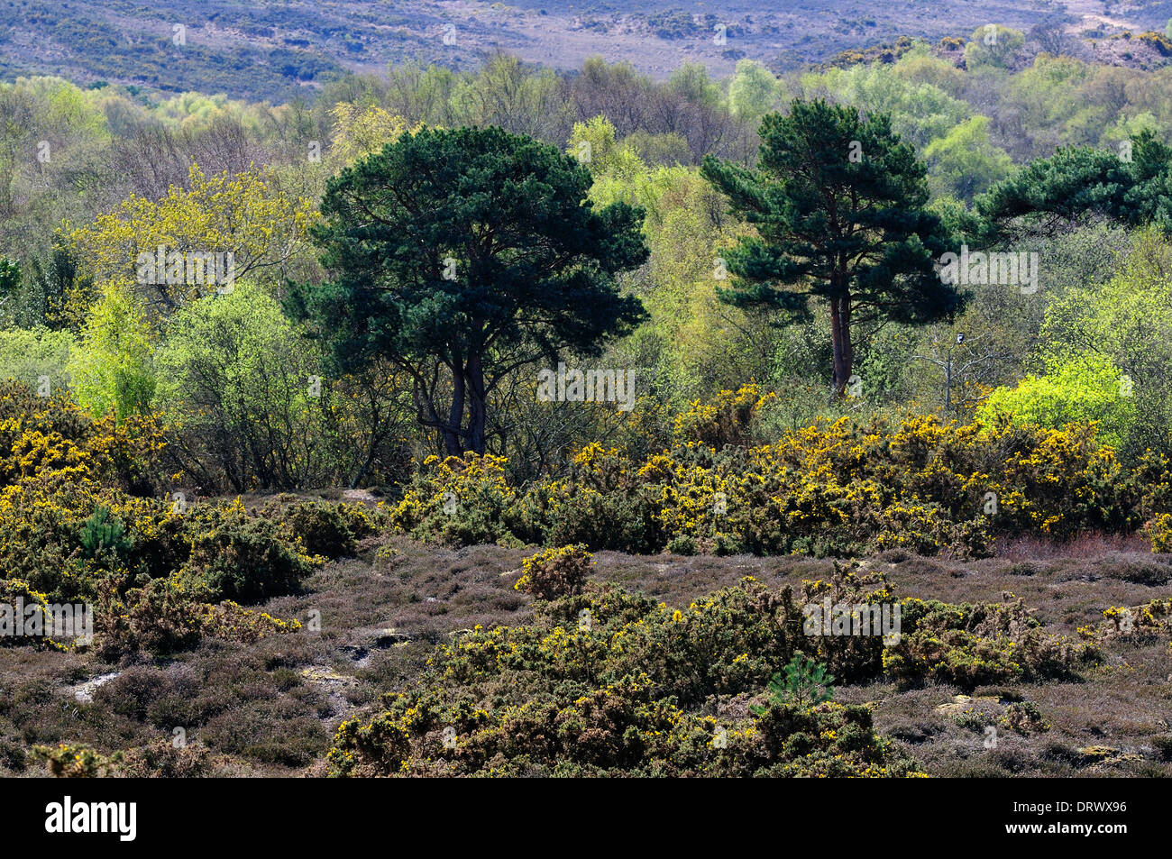Studland Heath riserva naturale nazionale. Dorset, Regno Unito Aprile 2012 Foto Stock