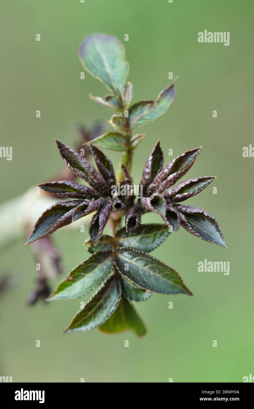 Sambuco Sambucus nigra arbusto ad albero deciduo Caprifoliaceae foglie fresche di primavera ritratto Foto Stock