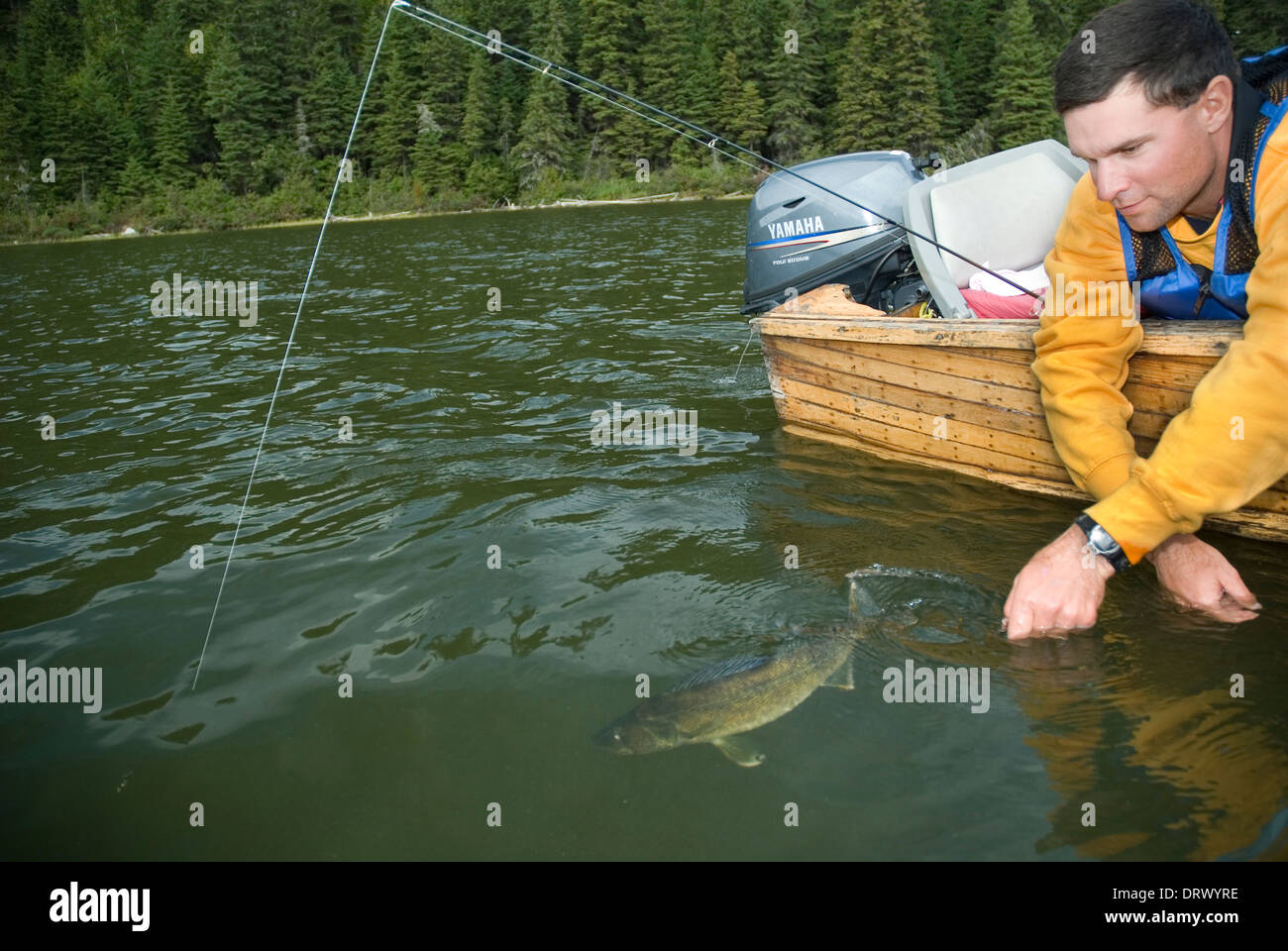 Il pescatore rilasciando un estate walleye indietro nel lago dal suo legno barca a motore. Foto Stock