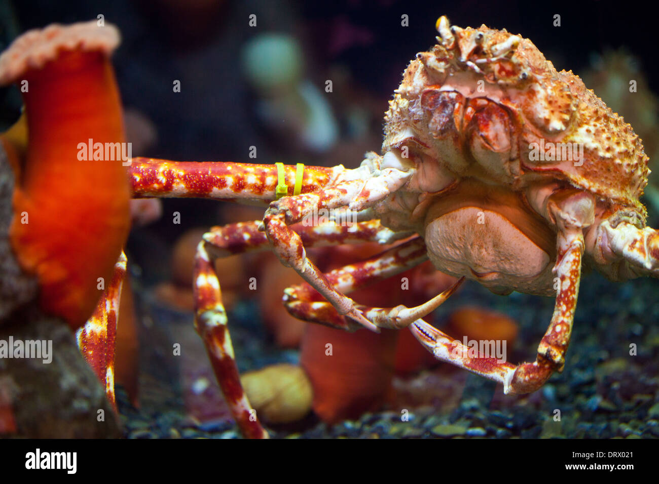 Ripresa macro di un granchio reale in Atlanta Aquarium Foto Stock