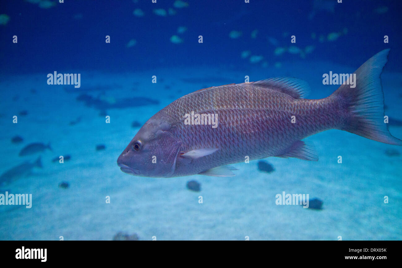 Pesci tropicali nuotare nei serbatoi di Atlanta Aquarium. Foto Stock