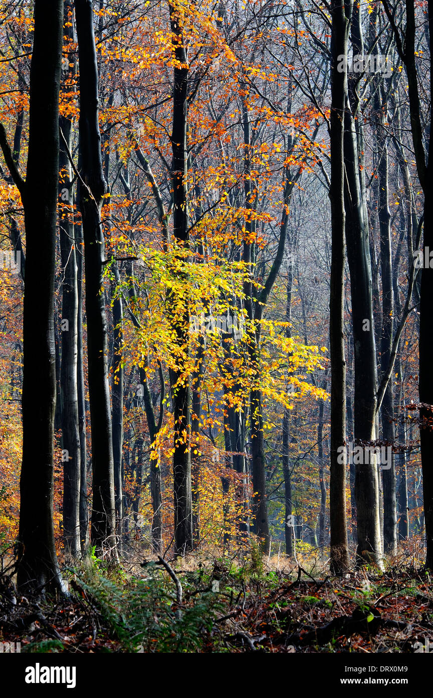 Una vista di West boschi, Wiltshite in autunno UK Novembre 2010 Foto Stock