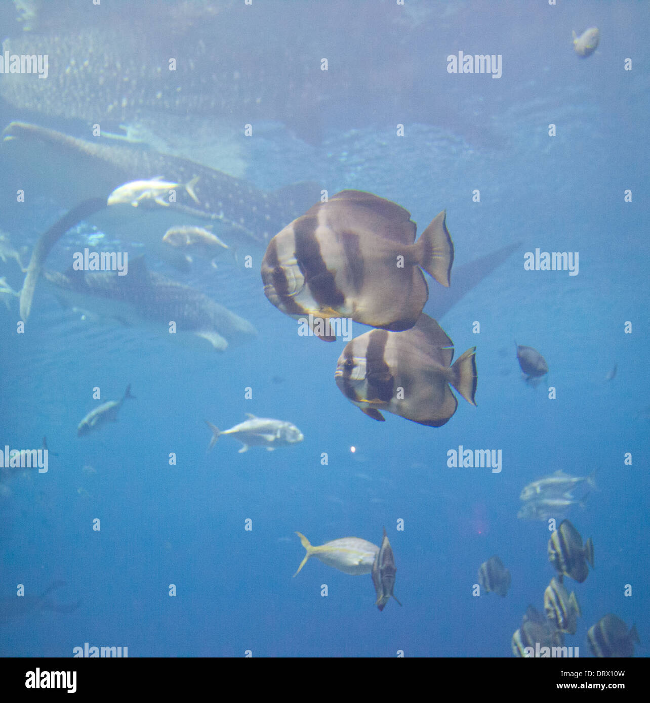 Pesci tropicali nuotare nei serbatoi di Atlanta Aquarium. Foto Stock