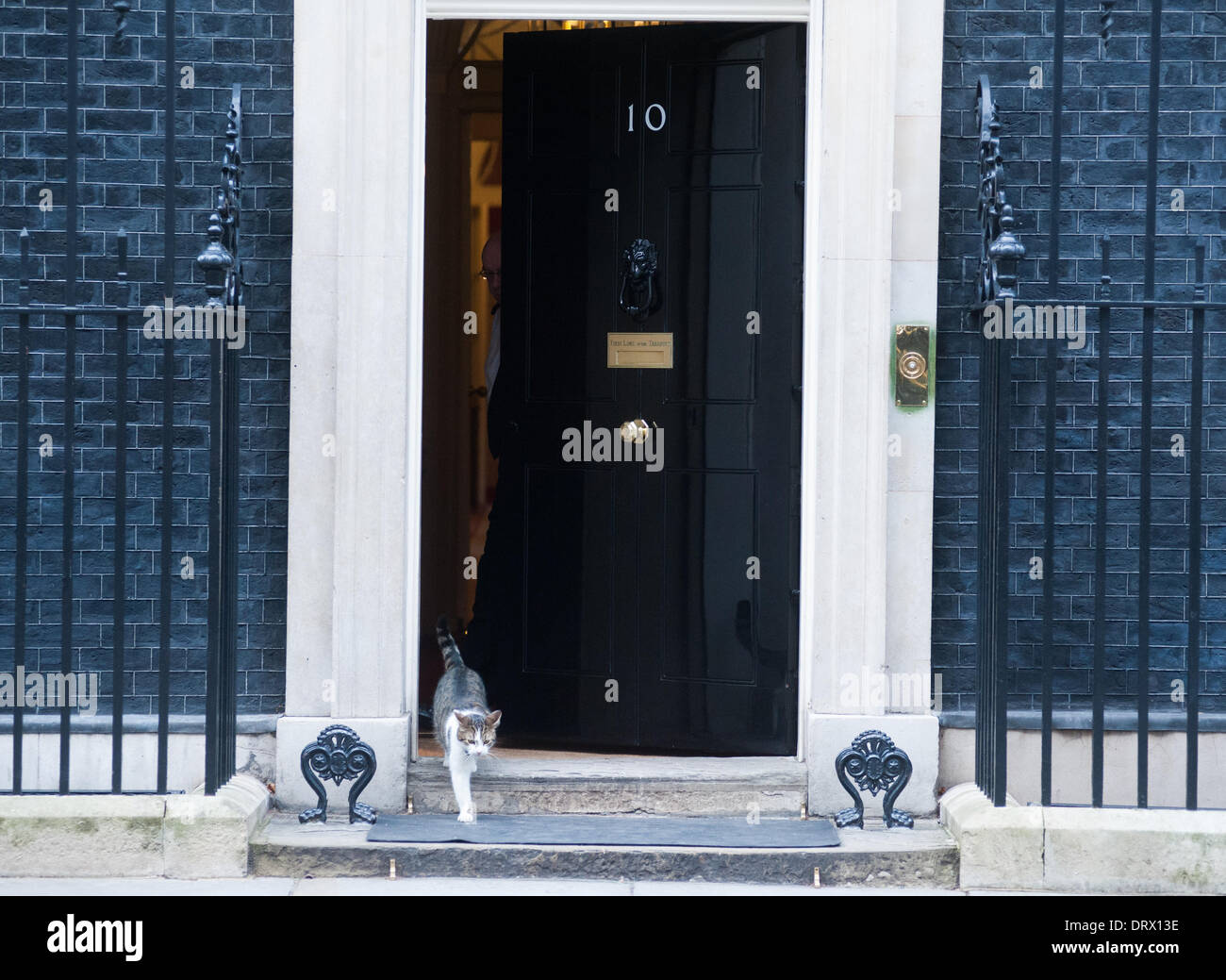 London, Regno Unito - 3 February 2014: un gatto esce dalla porta del 10 Downing Street. Credito: Piero Cruciatti/Alamy Live News Foto Stock