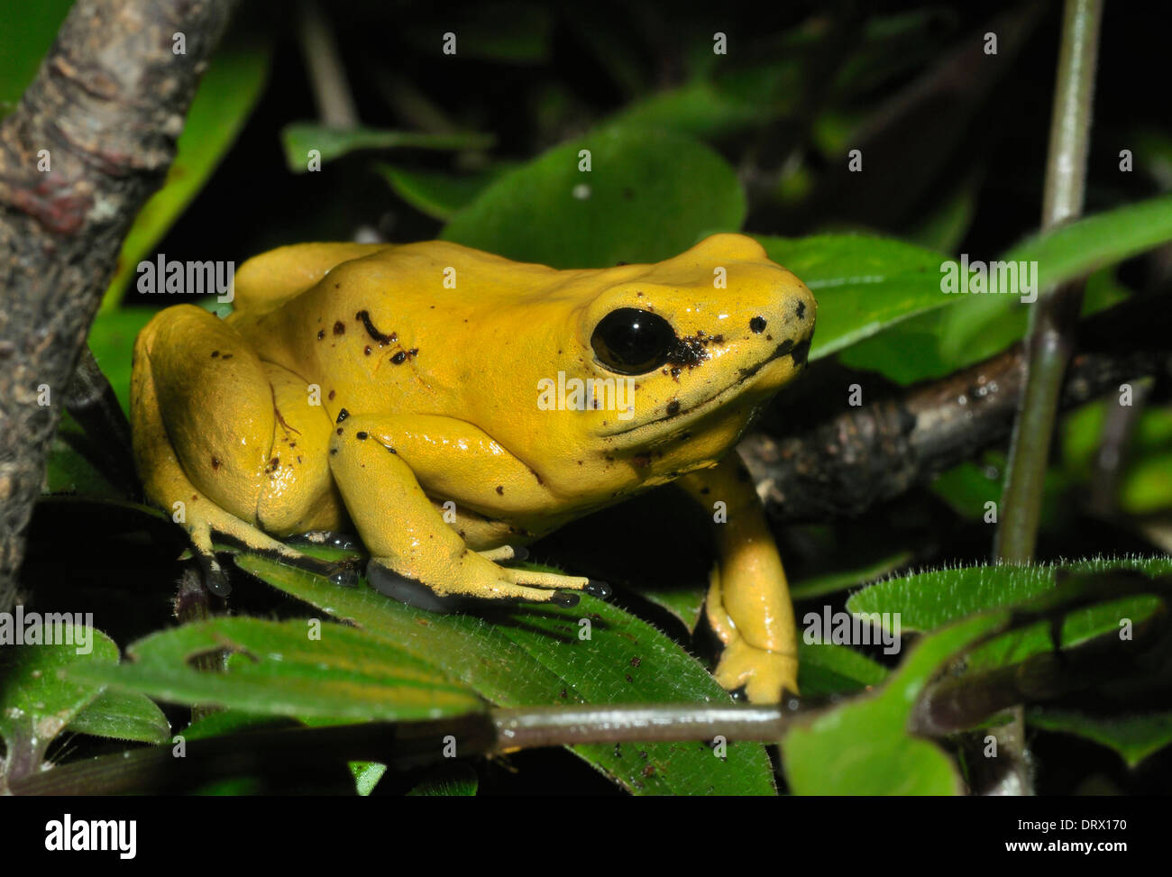 Golden Poison Frog - Phyllobates terribilis i mondi più animali velenosi Foto Stock