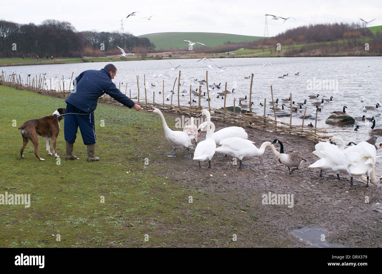 Uomo con cane cigni di alimentazione in corrispondenza di Herrington Country Park, Sunderland North East England Regno Unito Foto Stock