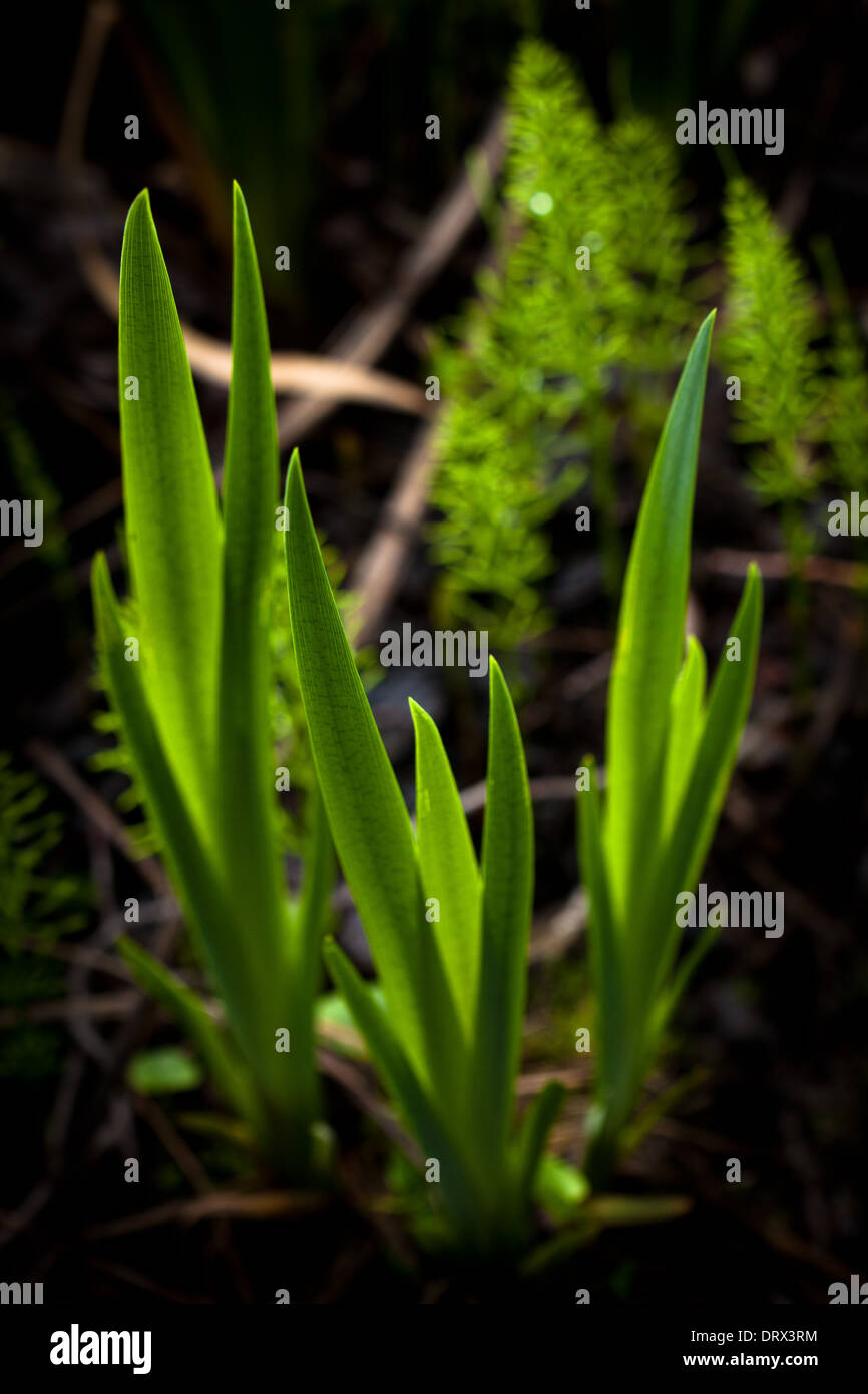 Le foglie della pianta flowering bandiera gialla, Iris pseudacorus, a Hvalbukt nel lago Vansjø, Rygge kommune, Østfold, Norvegia. Foto Stock