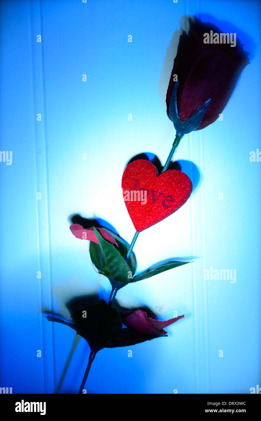 Una sola rosa rossa per il giorno di San Valentino, con luce blu Foto Stock