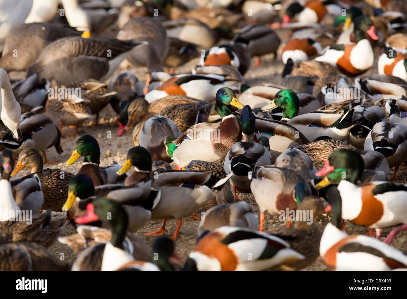 Martin puro; WWT Riserva; Lancashire, Regno Unito Foto Stock