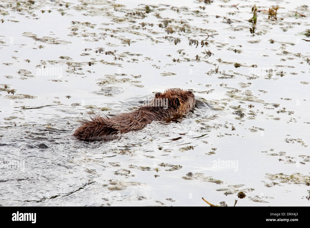(Coypu myocastor coypus) nuotare in un stagno Foto Stock