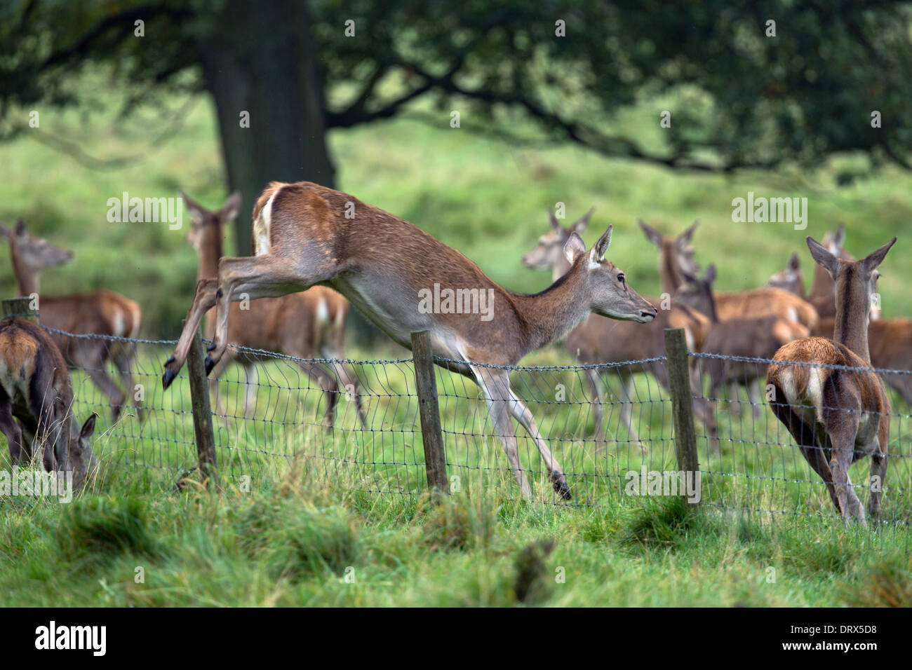 Red Deer; Cervus elaphus; femmina saltando una recinzione; autunno; Derbyshire, Regno Unito Foto Stock