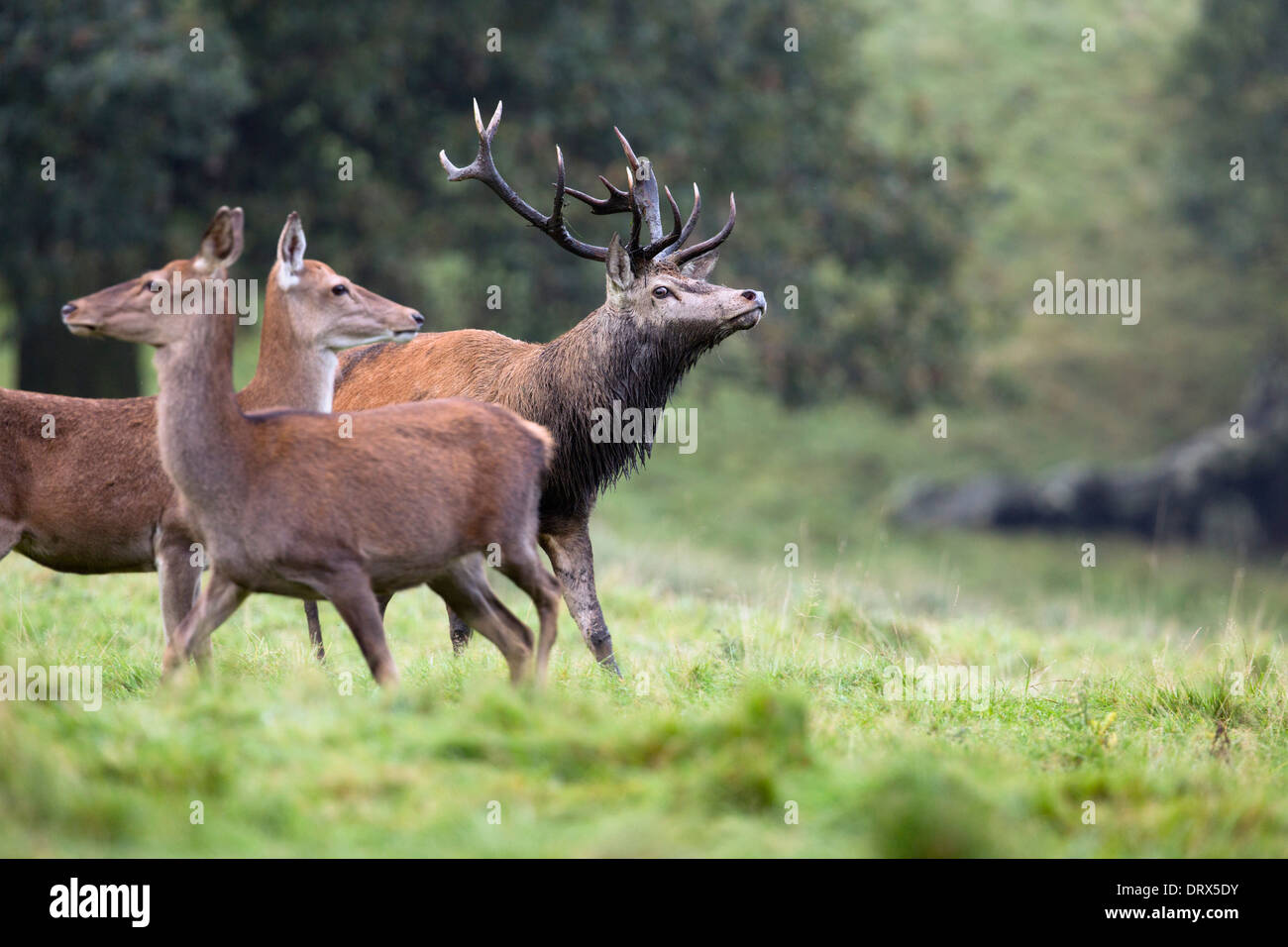 Red Deer; Cervus elaphus; feste di addio al celibato con le femmine; autunno; Derbyshire, Regno Unito Foto Stock