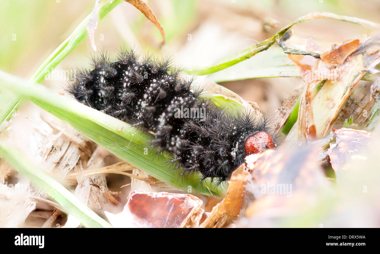 Black hairy larva o baco con testa rossa Foto Stock
