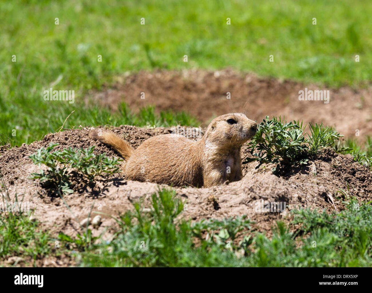 Black-Tailed Prairie Dog ( Cynomys ludovicianus ) a Devils Tower National Monument, Crook County, Black Hills, Wyoming USA Foto Stock