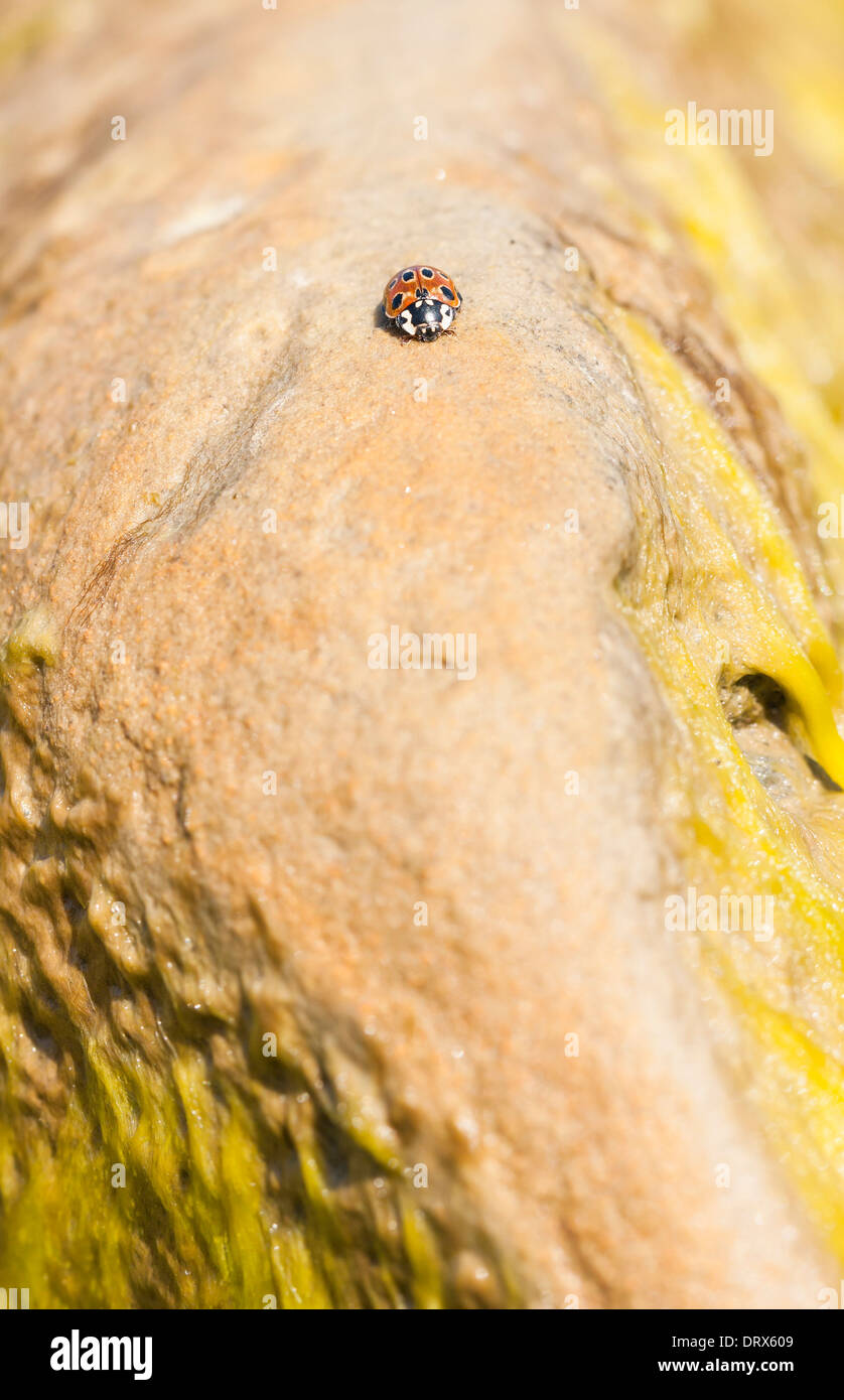 Ladybird su una luce di colore bruno rock Foto Stock