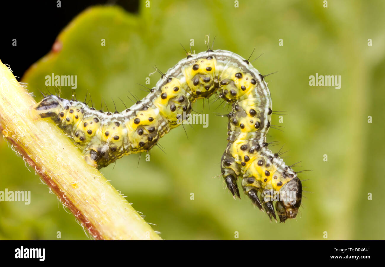 Di colore giallognolo e di larva di colore verdastro o di