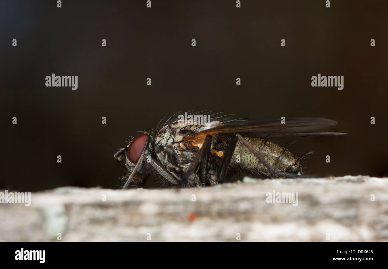Primo piano di un hairy housefly con gli occhi rossi Foto Stock