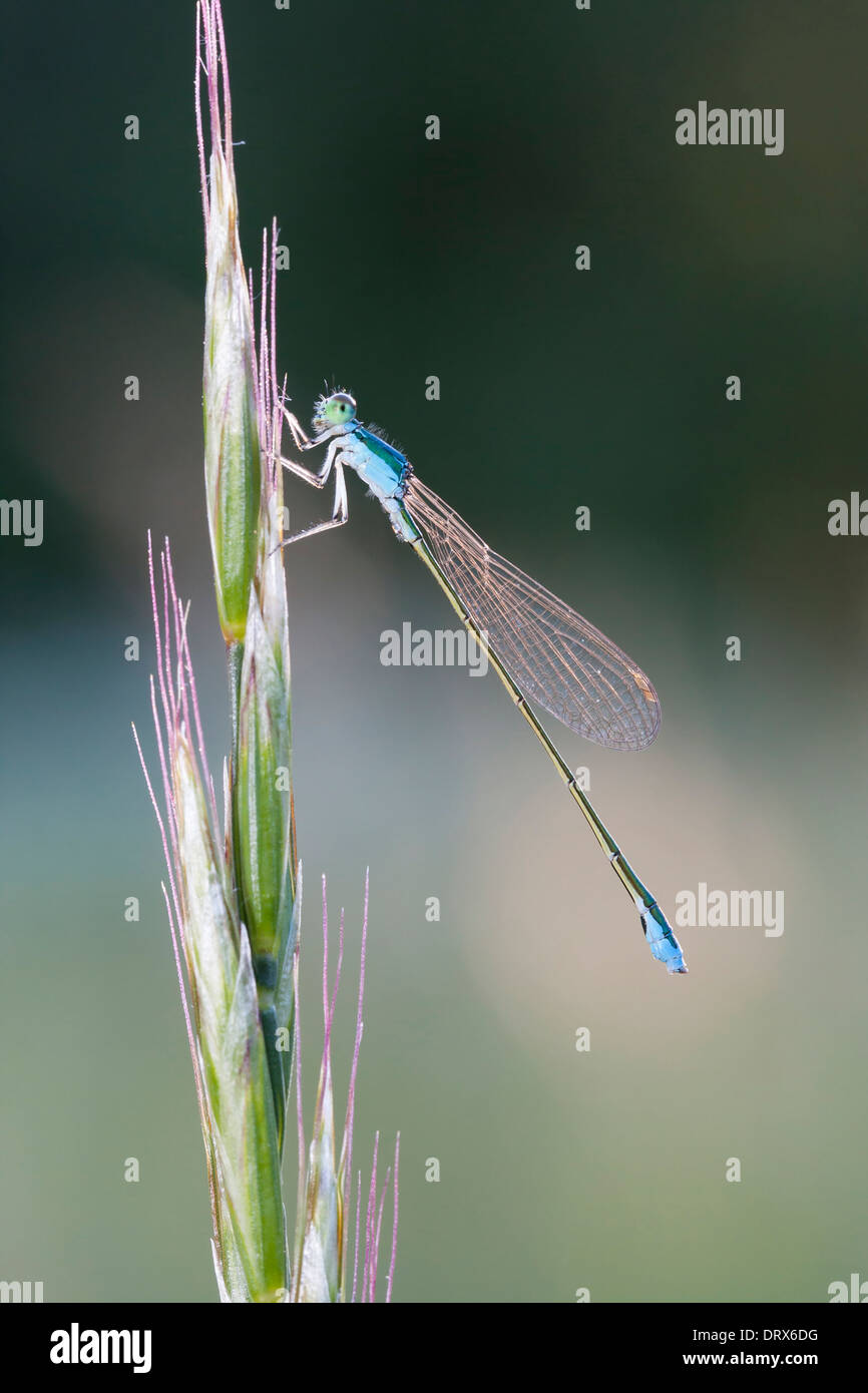 Damselfly blu su una pianta verde paglia Foto Stock
