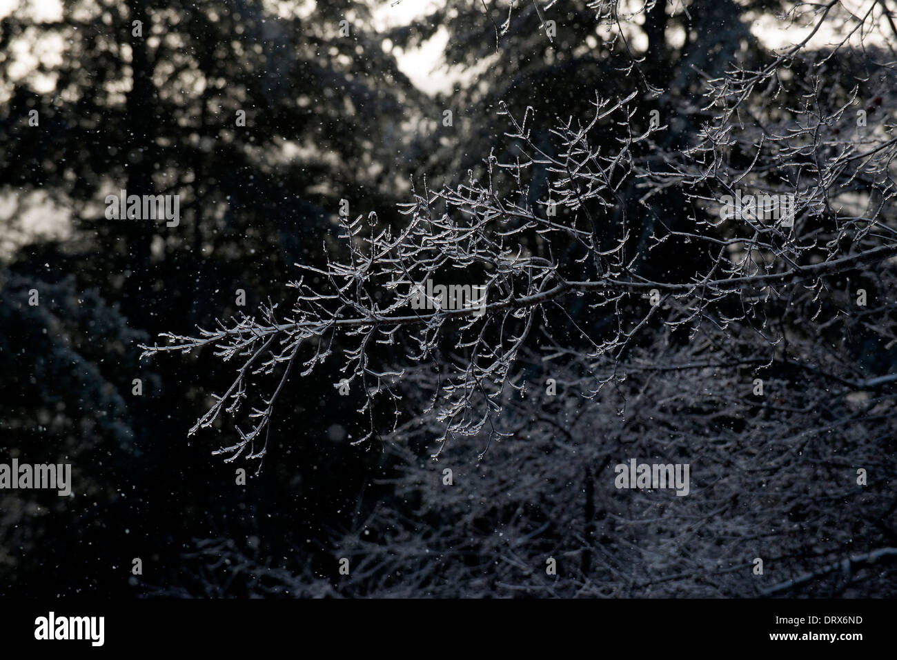 Il ghiaccio e la neve caduta durante la tempesta di ghiaccio in Phillips, Maine Foto Stock