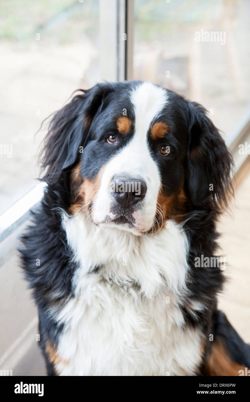 Colpo alla testa di un maschio di Bovaro del Bernese Foto Stock