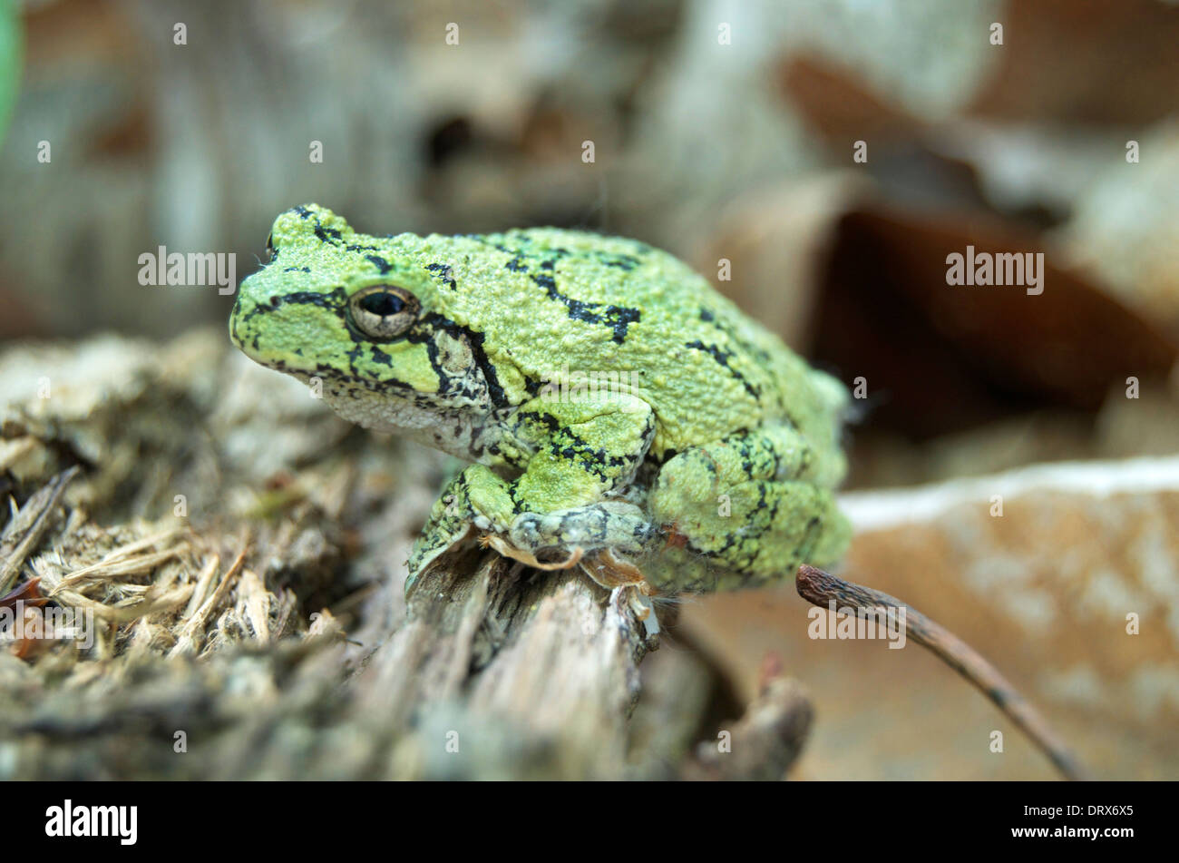 Ranocchio verde di boschi. Foto Stock