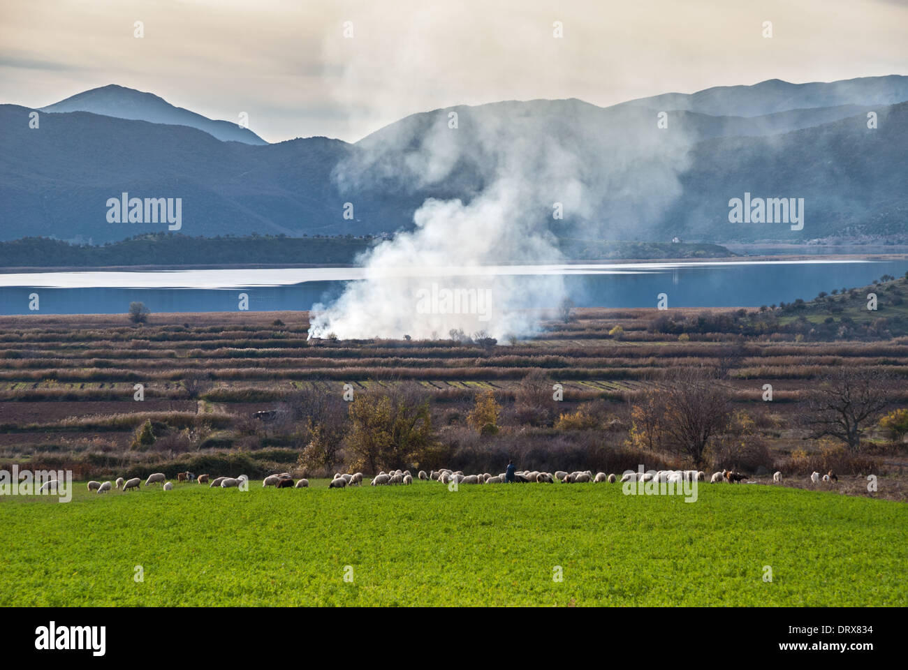 Paesaggio rurale con pecore a laghi Prespes nella Grecia settentrionale Foto Stock