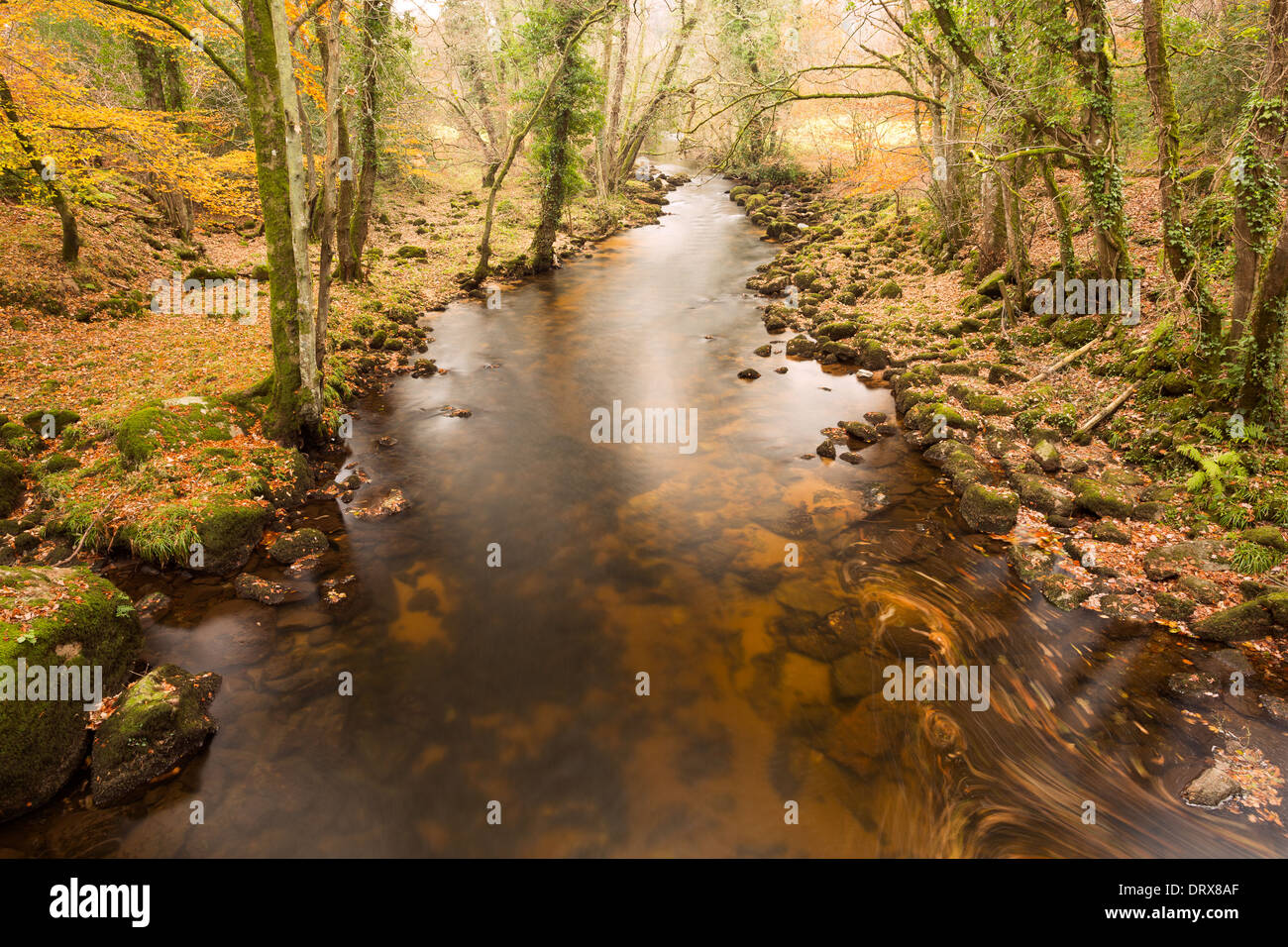 Colori dell'Autunno lungo il fiume Teign parco nazionale di Dartmoor Devon UK Foto Stock