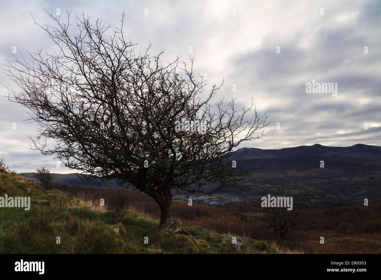 Un albero di biancospino sul percorso intorno al precipizio a piedi vicino a Dolgellau, Gwynedd, il Galles Centrale Foto Stock