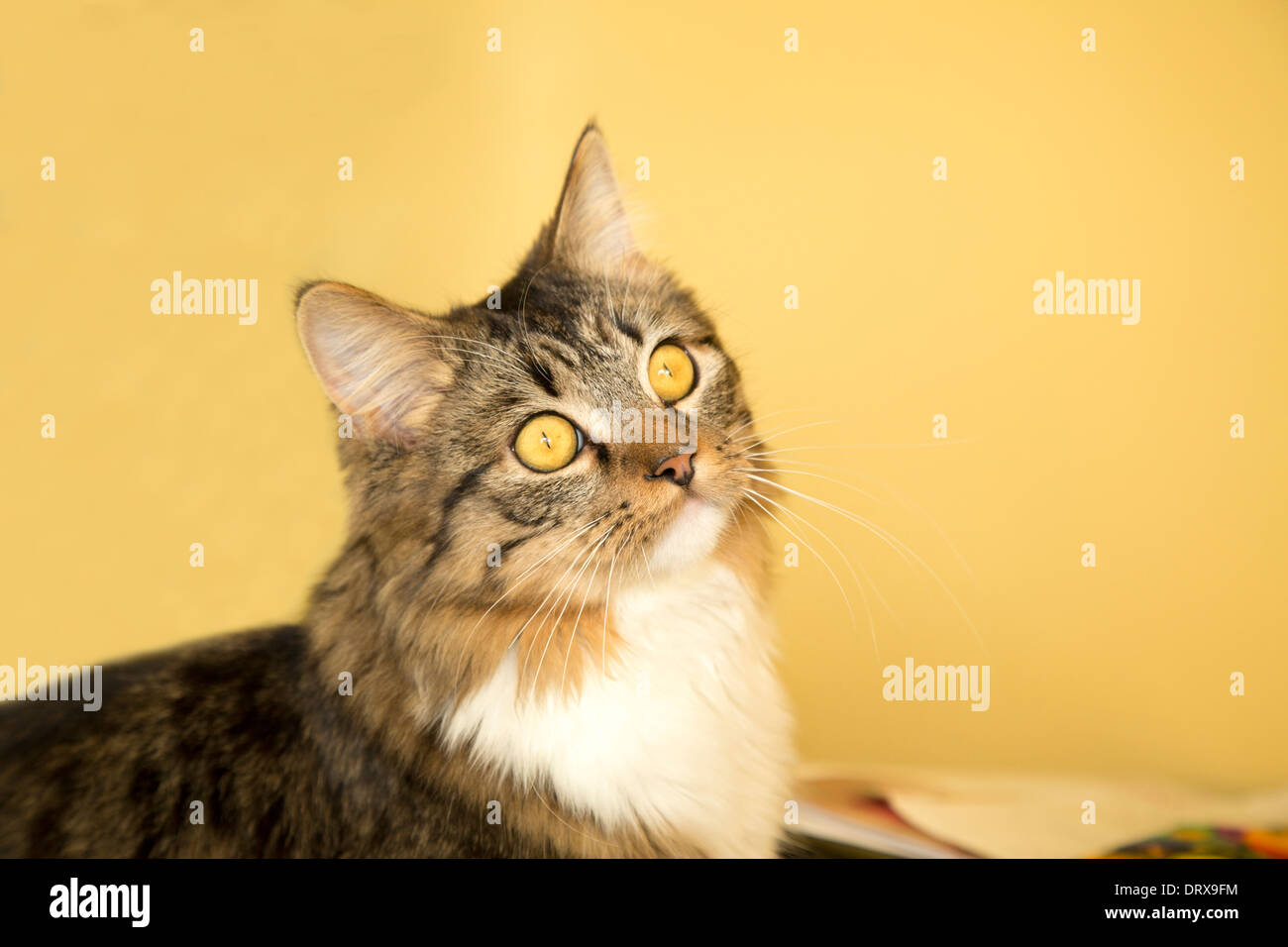 Semi lunghi capelli tabby cat contro la parete gialla con gli occhi gialli Foto Stock