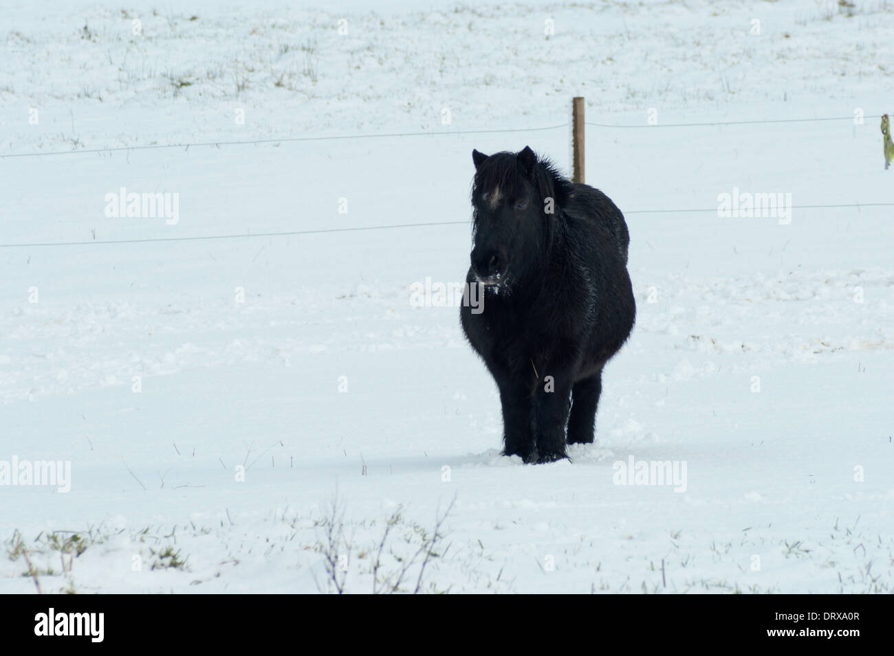 Un pony nero in una coperta di neve campo, in Frizington, Cumbria, Inghilterra Foto Stock